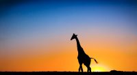 Sunset & Giraffe Botswana7277713867 200x110 - Sunset & Giraffe Botswana - sunset, Puffin, Giraffe, Botswana